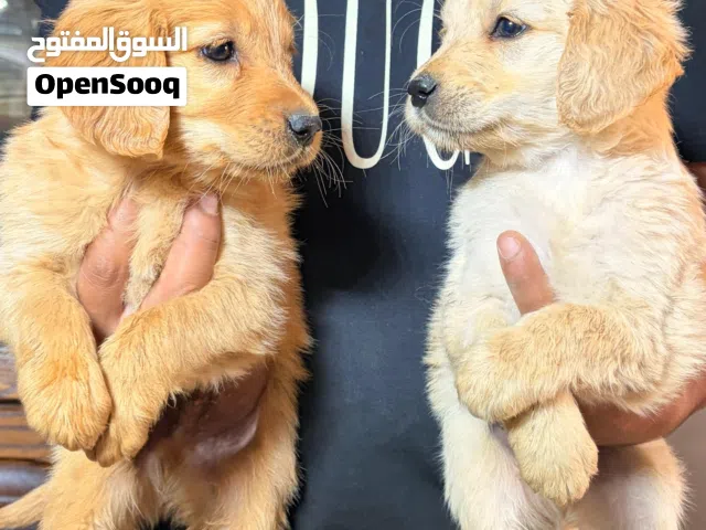 كلاب جولدن