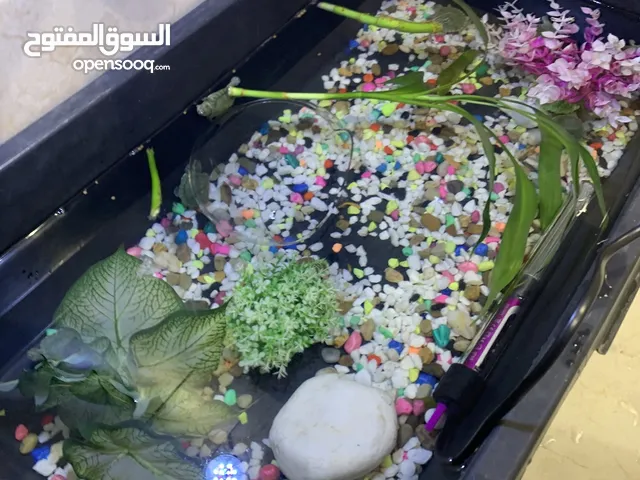 سلاحف مائيه 12 سلحفه و شامل الاكل والزينه والطابوق والحوض
