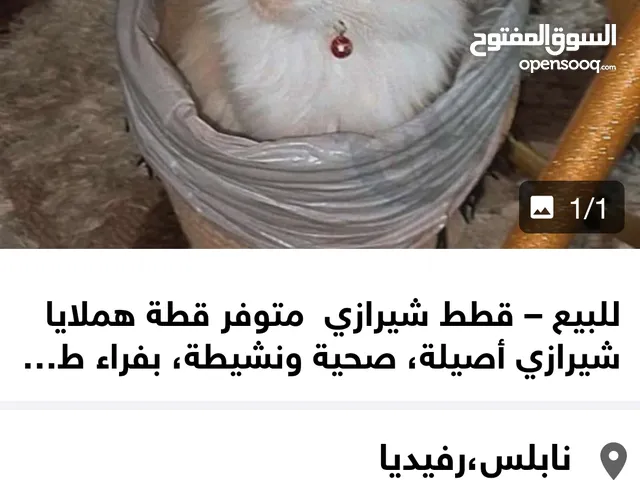 للبيع – قطط شيرازي  متوفر قطط هملايا شيرازي أصيلة، صحية ونشيطة، بفراء طويل ناعم وعيون واسعة لامعة،