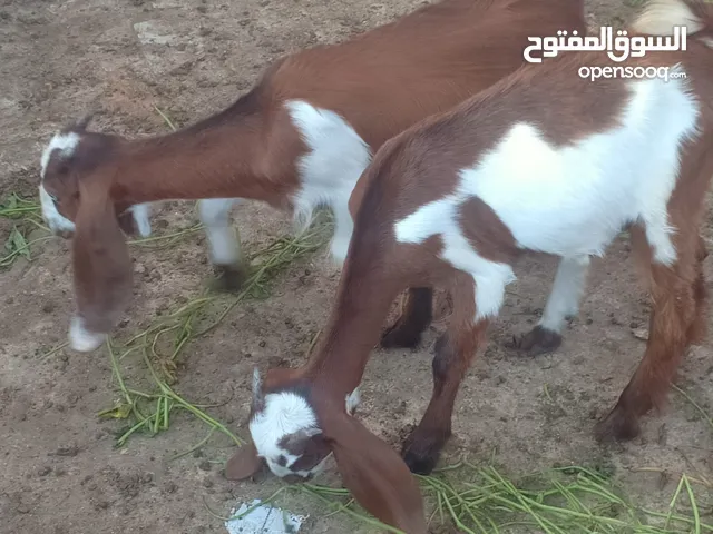 نتايتين خليط شامي علي قبرصي