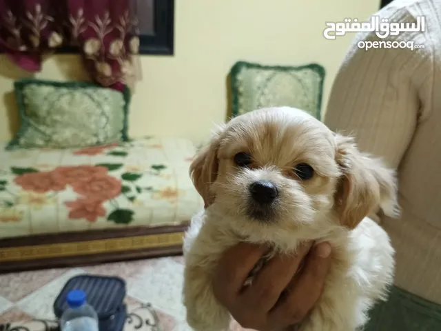 bichon 50يوم