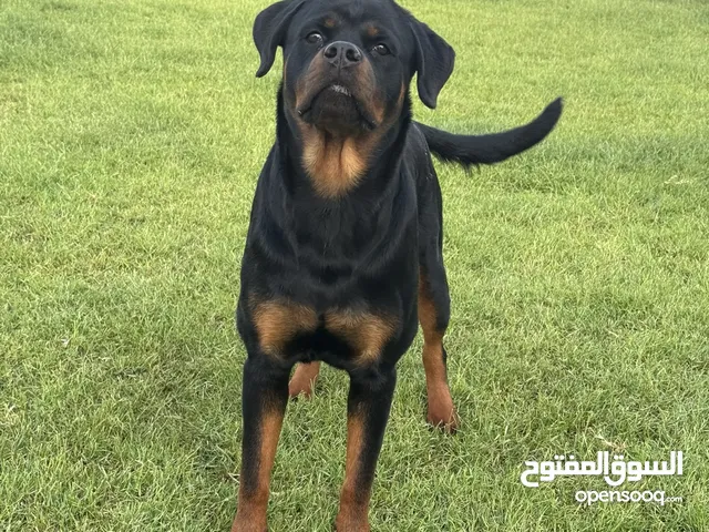Female Rottweiler available