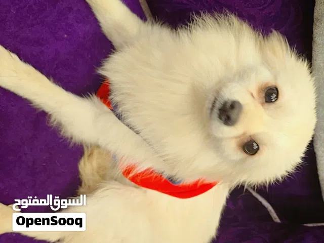 كلب فرنسي شيواوا ذكر عمر ست شهور ماخد مطاعيم لعوب جدا وهادىء وغير مؤذي متوعد على التربوكس بعتذر من ج