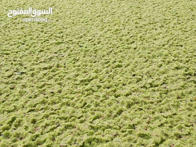 الازولا مكان قصر الاخيار العلوص ربي ايبارك السعر( 25 دينار گيلو) اقرا الاوصف تفهم اكتر ان شاء الل