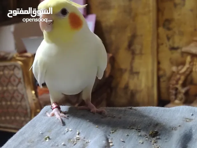 كوكتيل لاتيني