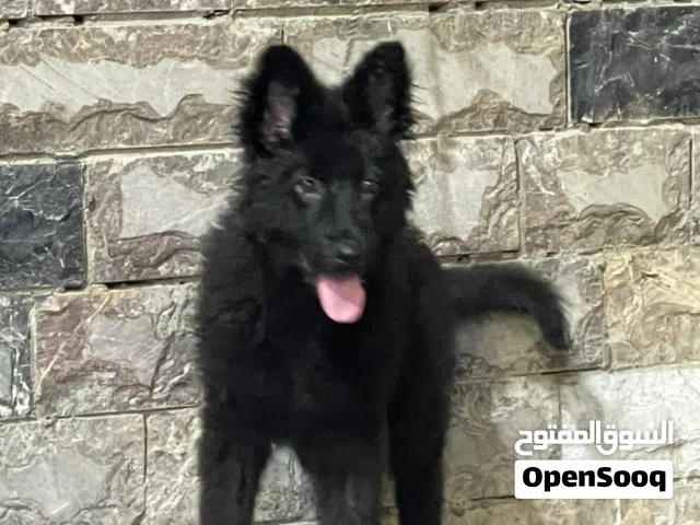 جيرمن شيبرد رويال بلاك لونج هير