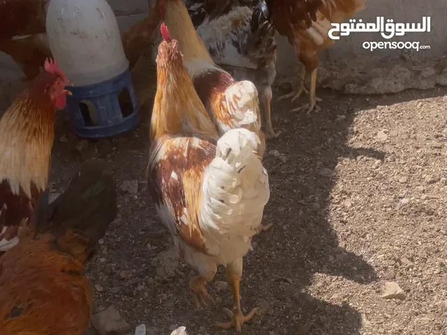 ديوك لوهمان للبيع