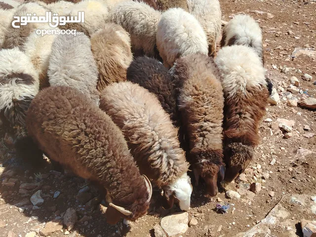 خرفان اضاحي نخب