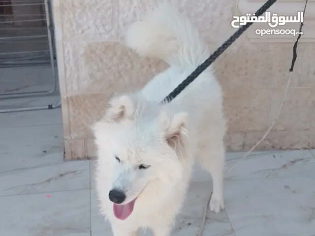 كلب بيتبول