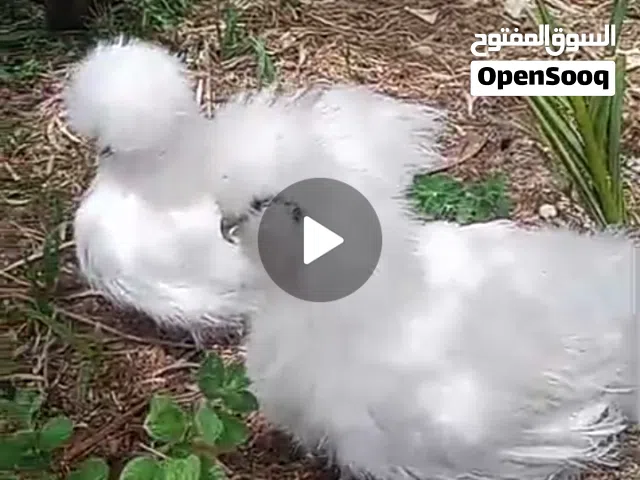 طقم كوشن لفندر  مصوف قطني فل كفر من اصول مستورده