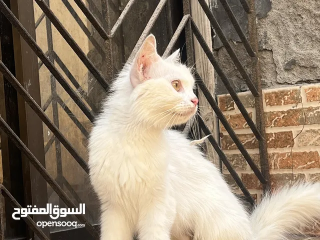 قطط للبيع الي اله رغبه اتواصل الخاص