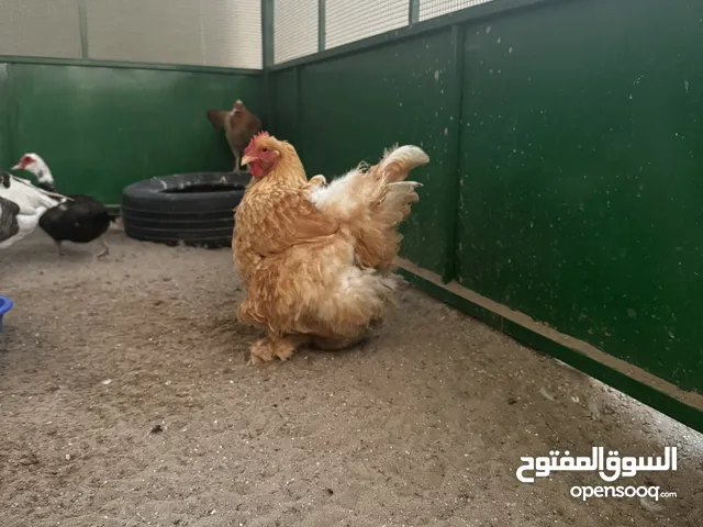 دجاج براهما للبيع