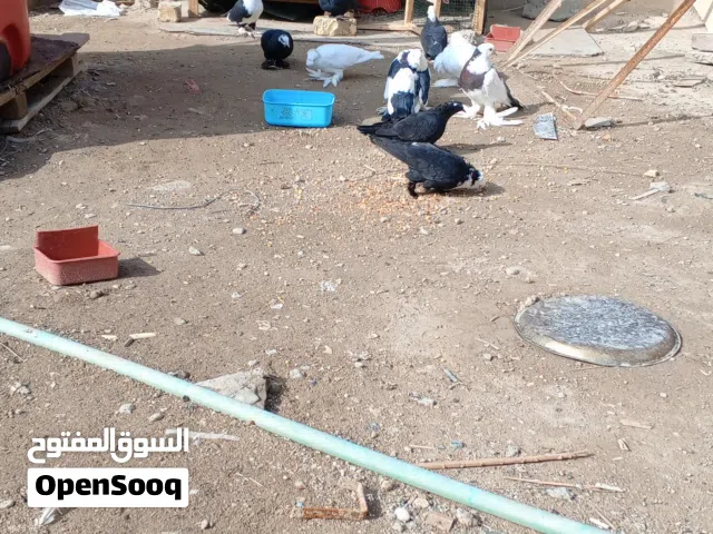 حمام كمرلي للبيع