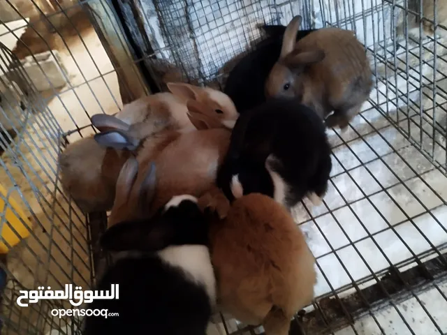 ارانب عربيات
