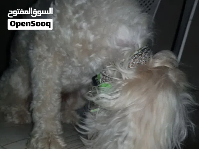 كلب ما شاء الله عليه لعوب كثير مع الاطفال العمر تسع اشهر