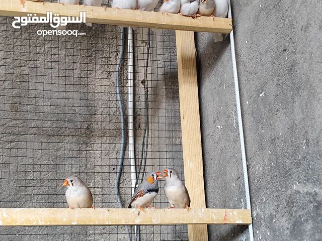 فناجس للبيع