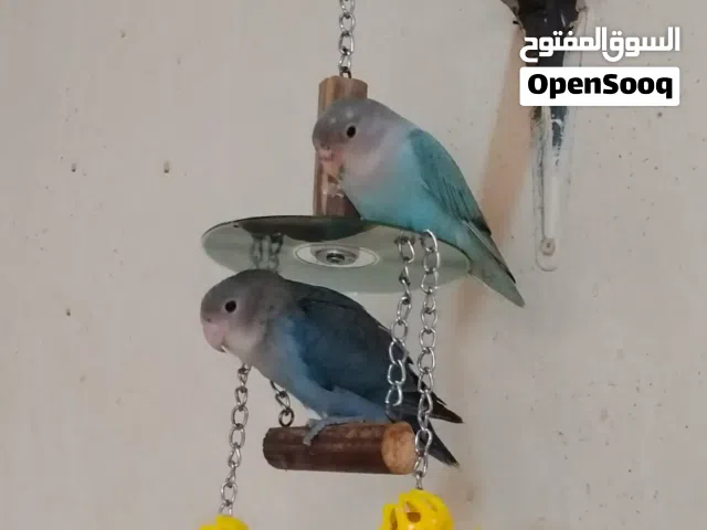 400  love birds
