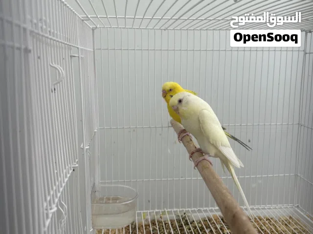 متوفر ازواج بادجي منتجه و مع فروخ و بيض