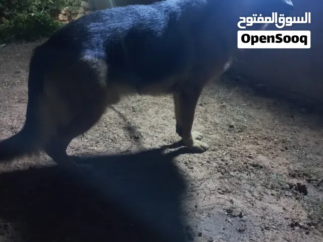 ذكر كستم شورت هير
