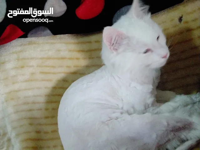 قط انقوره تركي للزواج ذكر