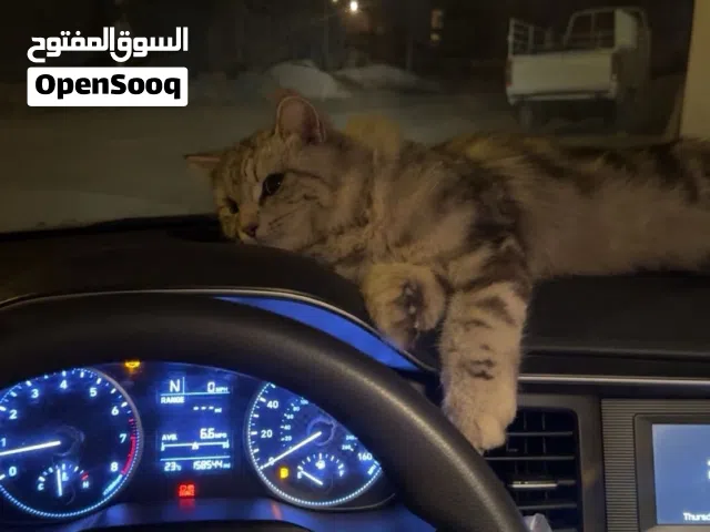 قطه للبيع سيبيري