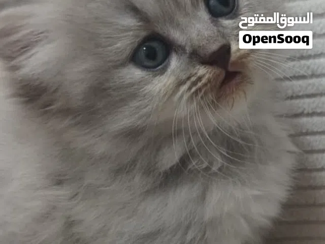 قطه برتش لونج هير على شيرازي