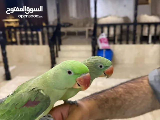 زوج نيبالي أليف و مفحوص DNA