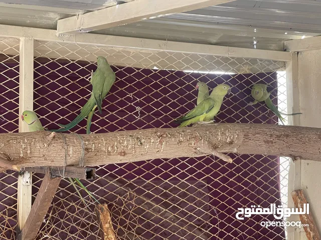 ازواج دره هنديه منتجه 100/100 مرتين هذا الموسم