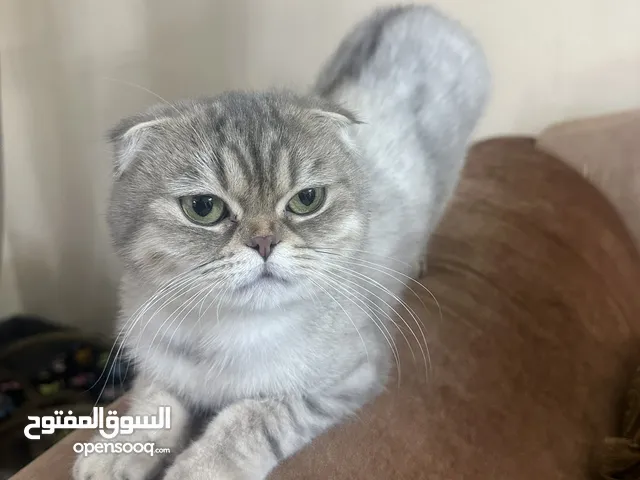 قطه سكوتيش انثي