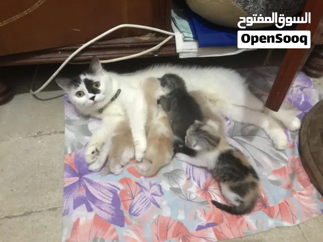 قطة أم و5 قطط صغيرة للبيع – متاحين مع بعض أو كل واحد لوحده