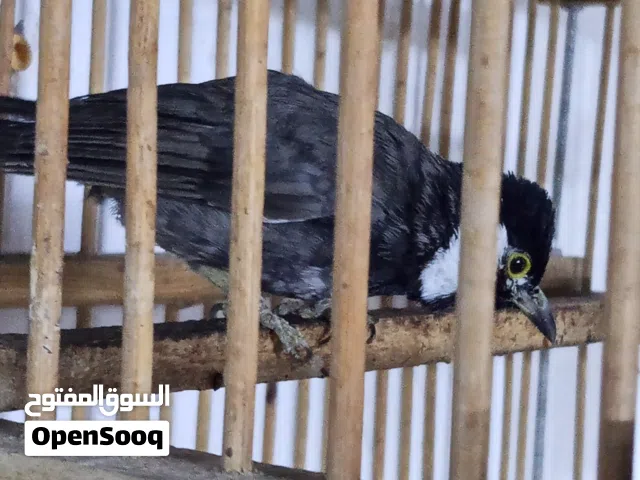 بلبل ذكر للبيع  ماشاء الله مرتب وحلو ولونه فخم، ريشه نظيف وعيونه واضحات. العمر تقريباً سنتين