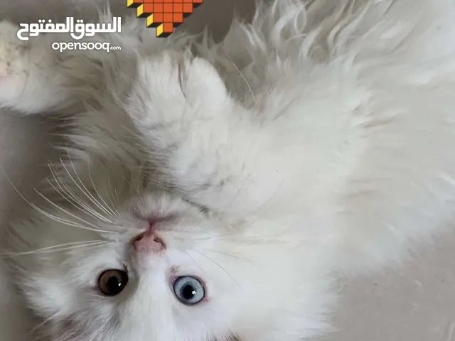 للبيع اختين شيرازي انقورا وهملايا لايوجد تبني