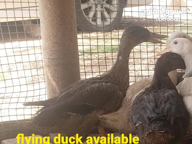 flying Duck and normal Ducks available