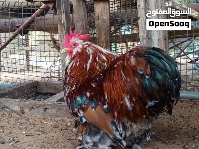 للبيع ديك استرالي ودجاج رود