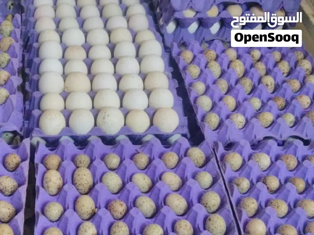 متوفر بيض قطى عراقي وبيض فزن نخصب