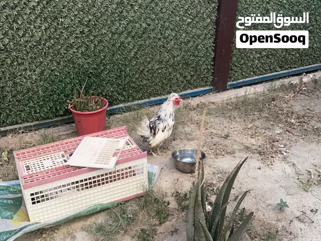 للبيع ماكنتوش