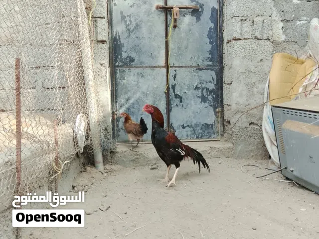 ديك باكستاني أقرأ الوصف