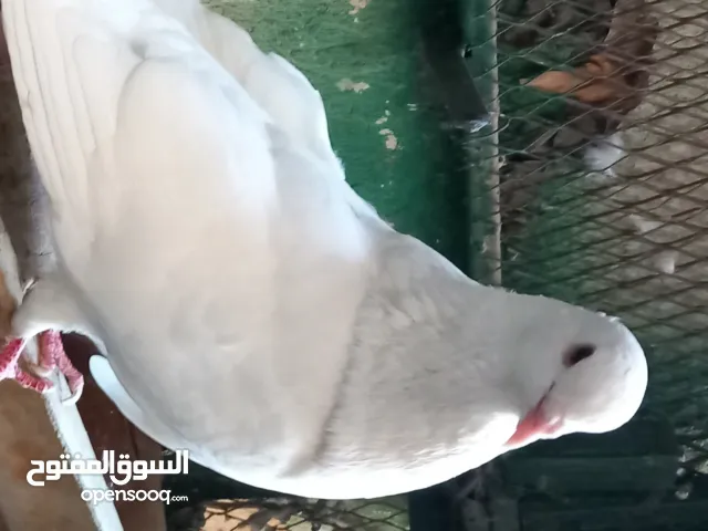 حمام لاحم فرنساوي بيور