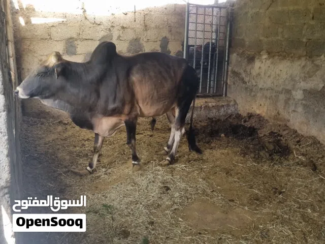 ثور عماني .