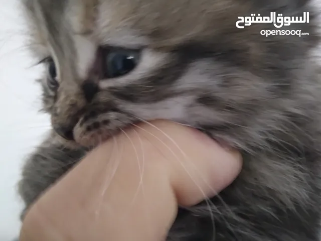 قطط جميلات صغيرات للبيع