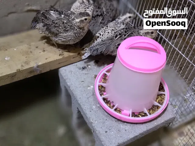 سمان بوب وايت