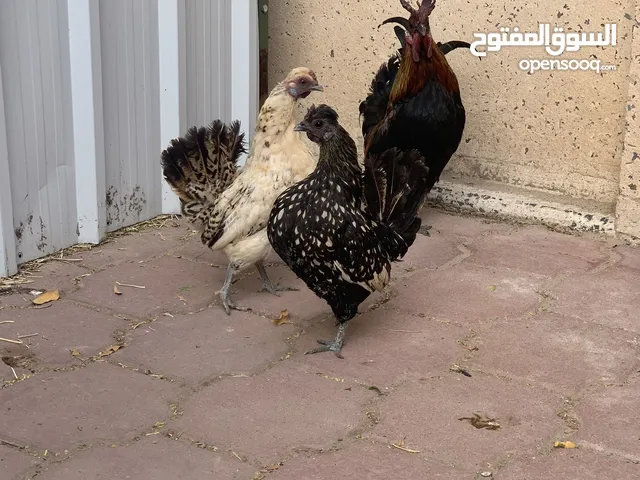 للبيع دجاج عربي مميز