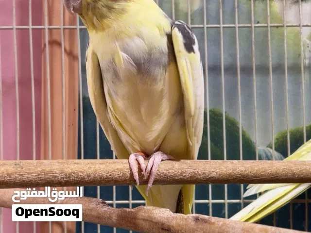 نثية كوكتيل