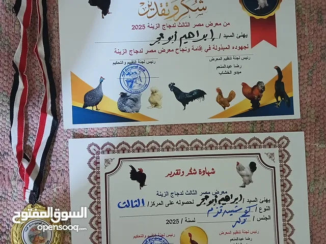 ديك و فرخه كوشين قزم بلاك موتليد