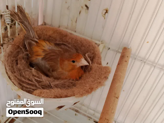 عصافير كناري سوري