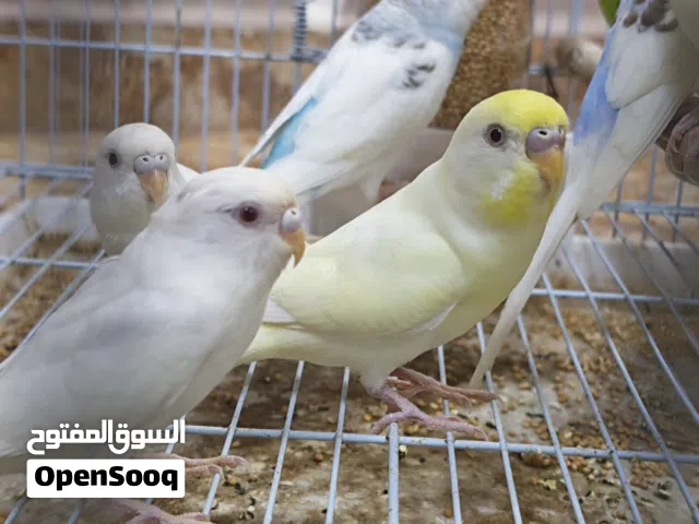 طيور بادجي