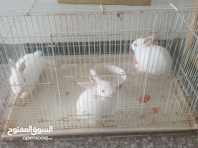 three small rabbits l for sale with cage
