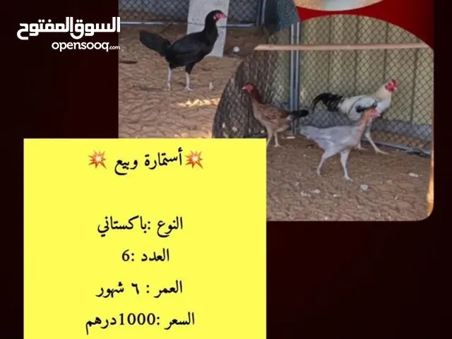 دجاج باكستاني بصحه ممتازه جدن