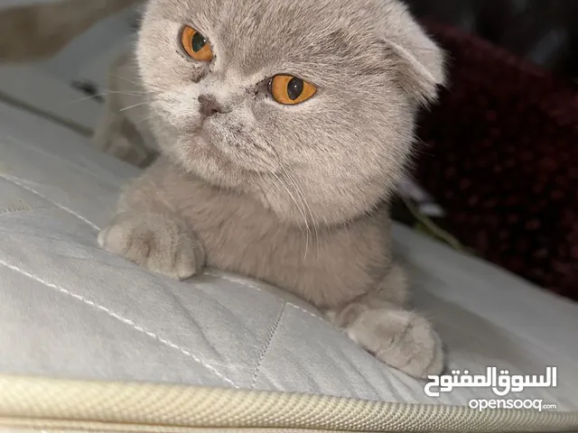 مطلوب ذكر سكوت فولد ستريت  للتزاوح بدون مقابل مادي