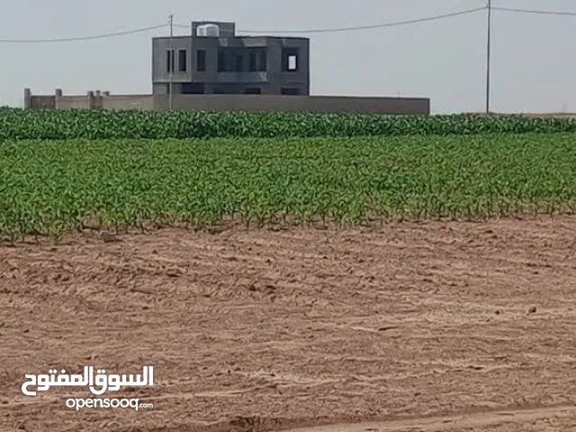 Residential Land for Sale in Jericho Palestine St.